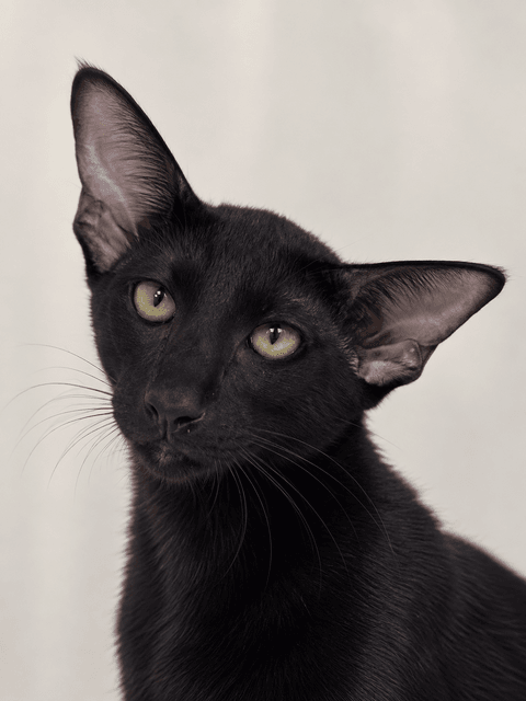 东方短毛猫-0722 封面图